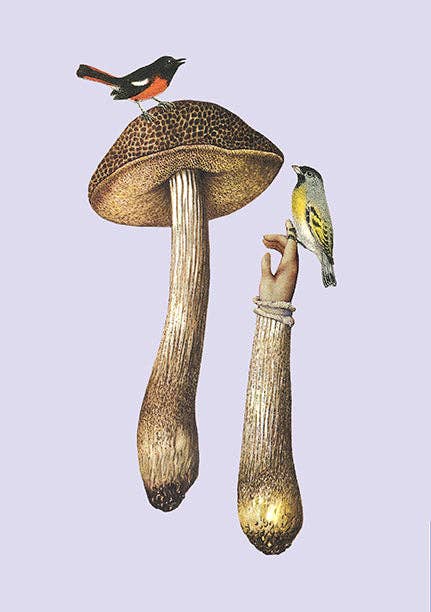 Insight Editions - Art of Nature: Fungi Sewn Notebook Collection (Set of 3)