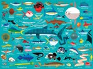 Ocean Life 1000 Piece Family Puzzle
