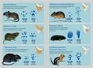 Outdoor School Essentials: Animal Tracks