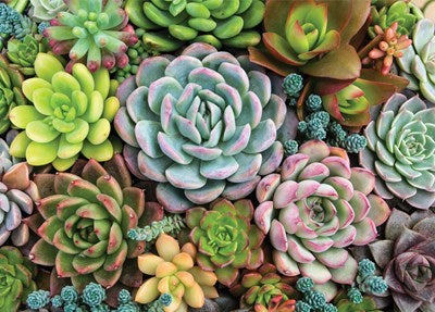 Succulent Garden 1,000 Piece Jigsaw Puzzle