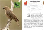 Birds of Louisiana and Mississippi