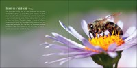 Our Love of Bees
