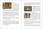 Birding for Beginners South