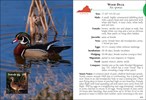 Birds of Virginia Field Guide