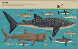 Smart about Sharks!