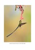 Hummingbirds' Gift: Wonder, Beauty, and Renewal on Wings
